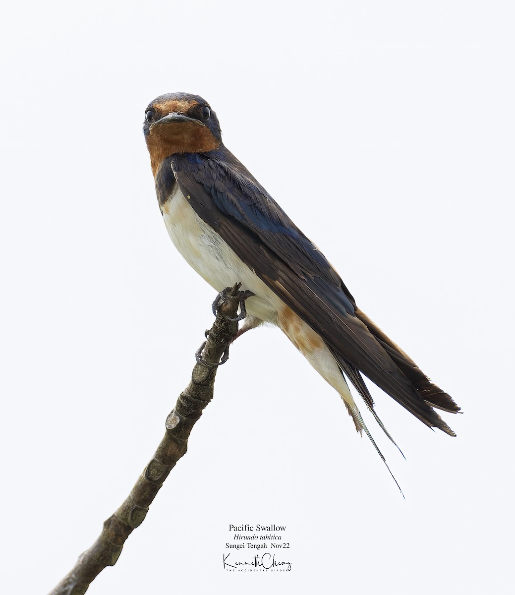 Barn Swallow (Buff-bellied) - ML503816981