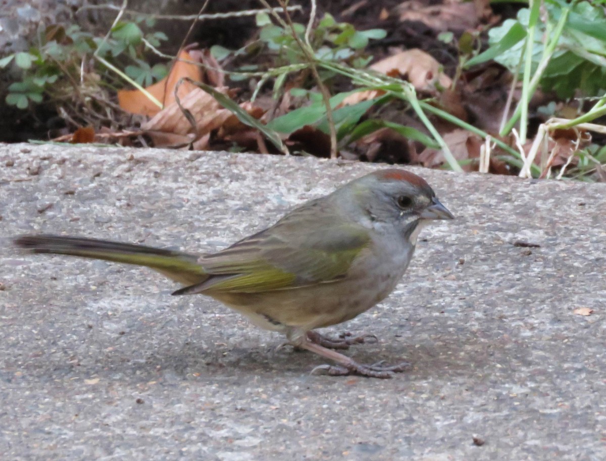 eBird Checklist 14 Nov 2022 3100 Southwest Jefferson Way, Corvallis
