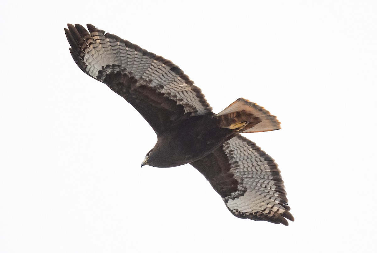 Red-tailed Hawk - ML503817981