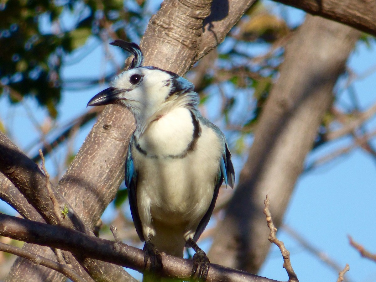 White-throated Magpie-Jay - ML50381801