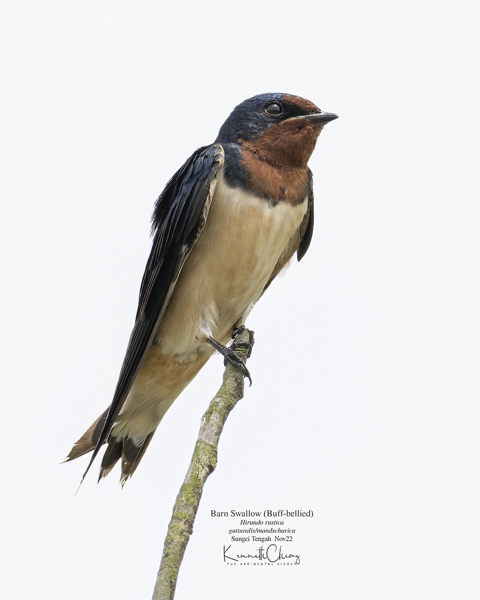 Barn Swallow - ML503818691