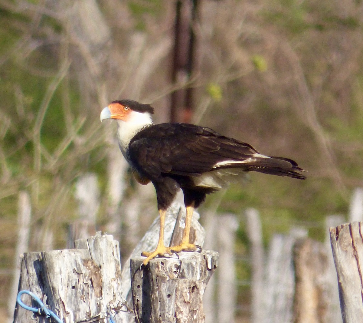 Crested Caracara (Northern) - Patrick Finch