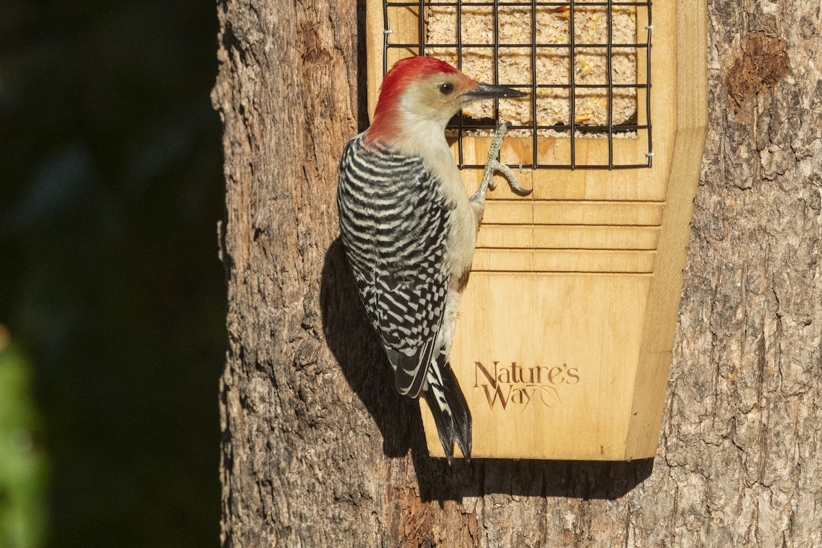 Red-bellied Woodpecker - ML503827591