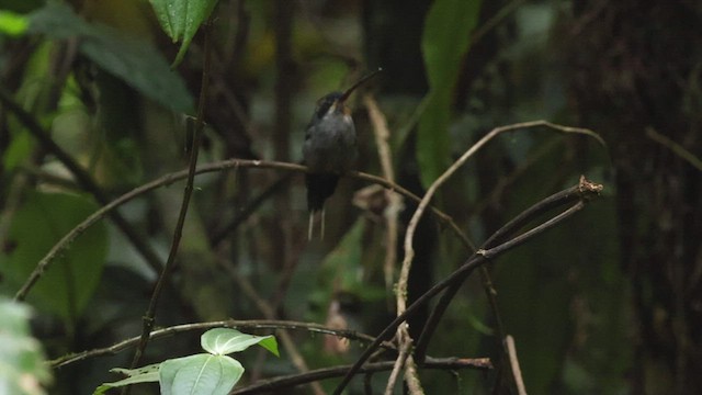 kolibřík šedobřichý - ML503828801