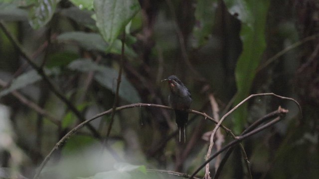 kolibřík šedobřichý - ML503830121
