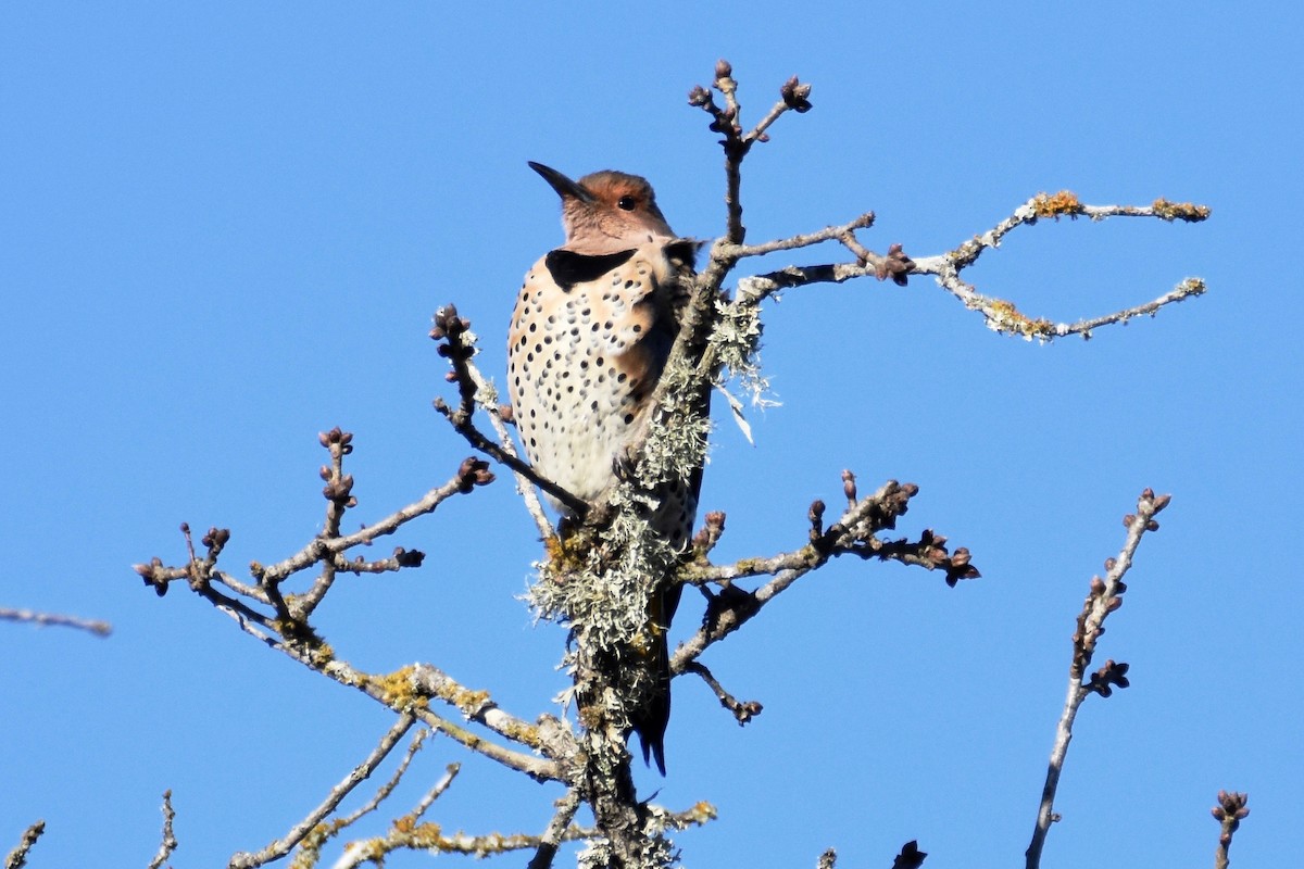 Northern Flicker (Yellow-shafted) - Tammy Brown