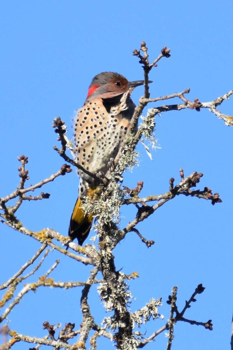 Northern Flicker (Yellow-shafted) - ML50383431