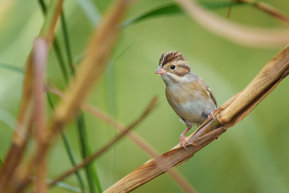 Clay-colored Sparrow - ML503836101