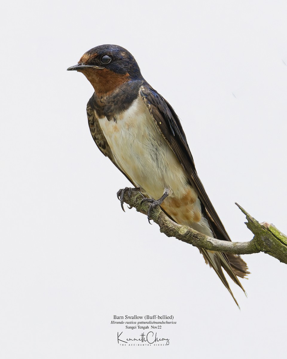 Barn Swallow (Buff-bellied) - ML503840721