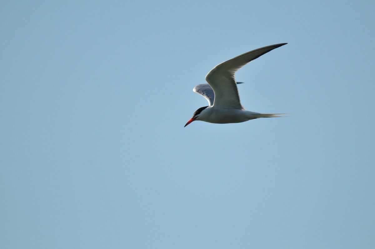 Common Tern - Jay Bishop