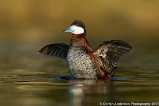 Ruddy Duck