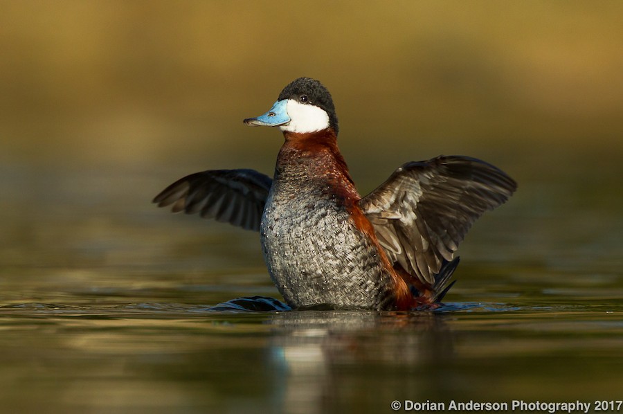 Ruddy Duck