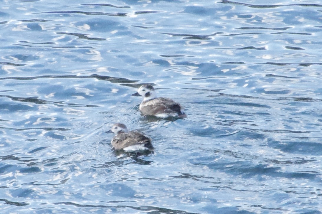 Long-tailed Duck - A Branch