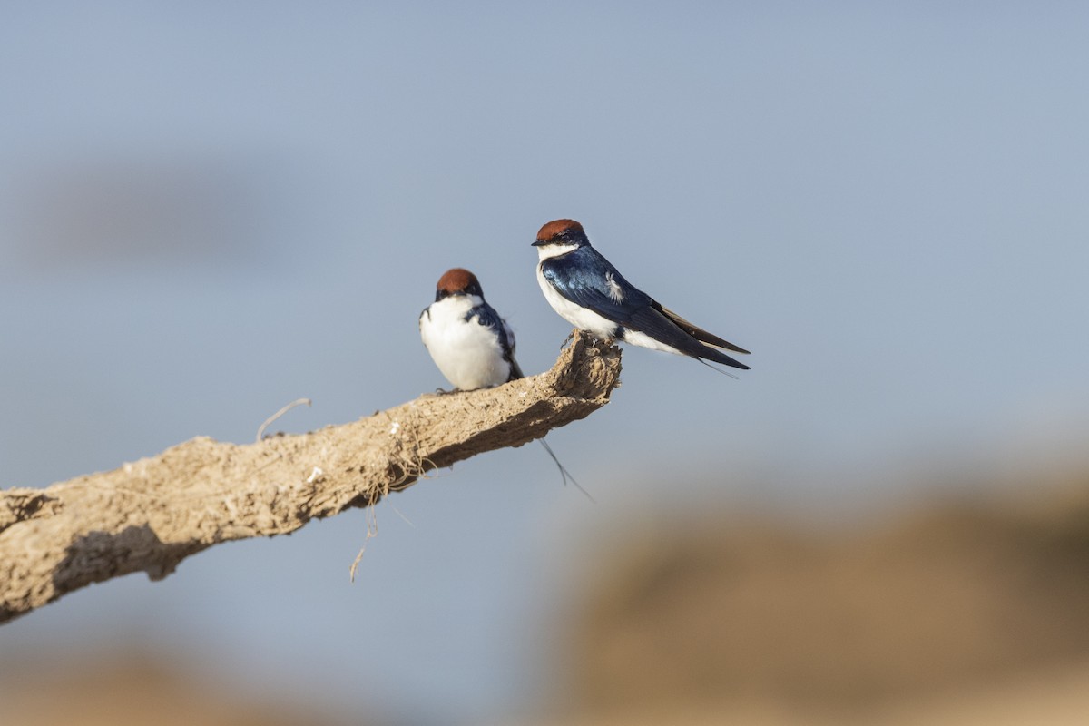 Wire-tailed Swallow - ML503852591