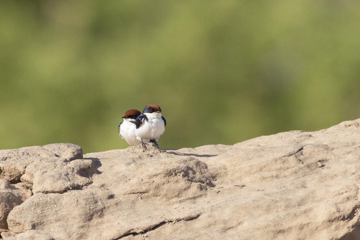 Wire-tailed Swallow - ML503852611