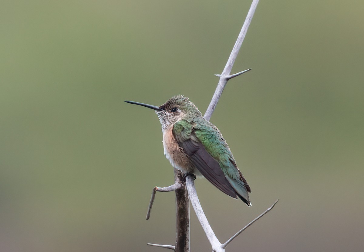Broad-tailed Hummingbird - ML503854051
