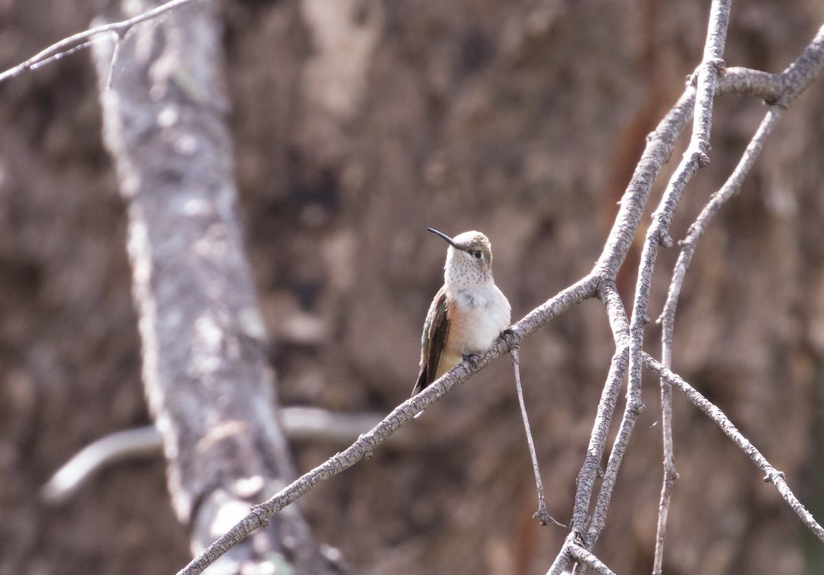 Broad-tailed Hummingbird - ML503854401
