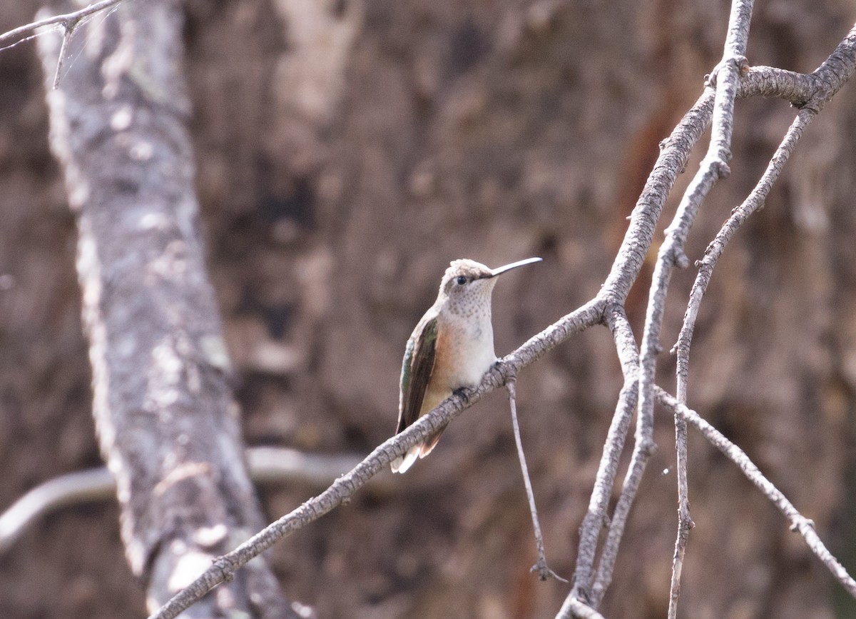 Broad-tailed Hummingbird - ML503854411