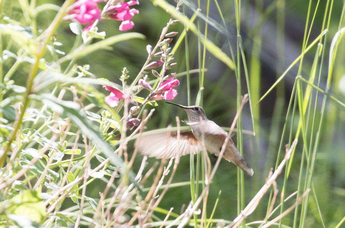Broad-tailed Hummingbird - ML503854421