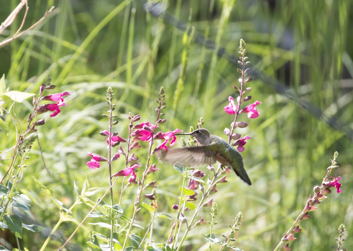 Broad-tailed Hummingbird - Robert McMorran