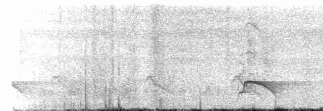 Black-backed Puffback - ML503855151
