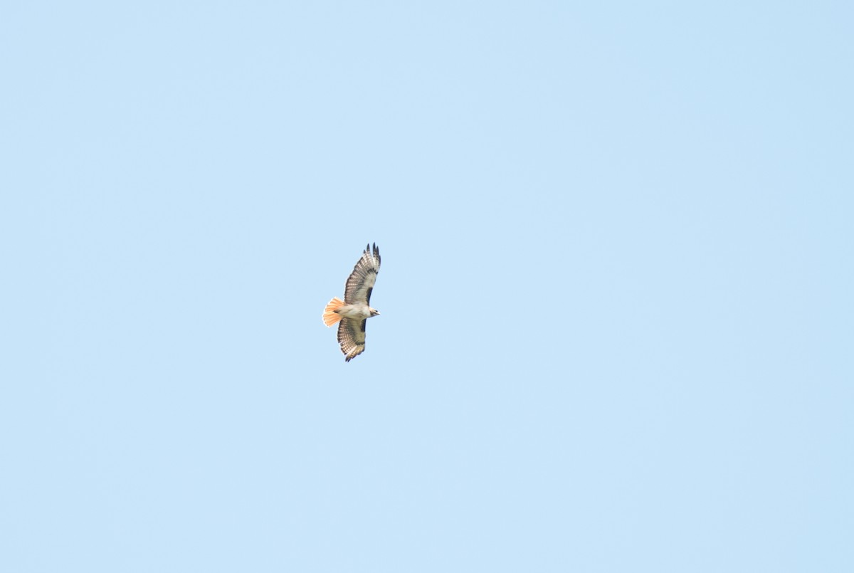 Red-tailed Hawk - ML503855411