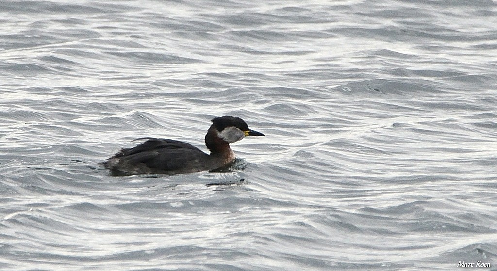 Red-necked Grebe - ML50385581