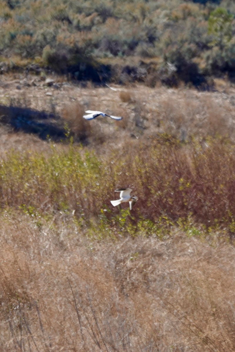 White-tailed Kite - ML503859441