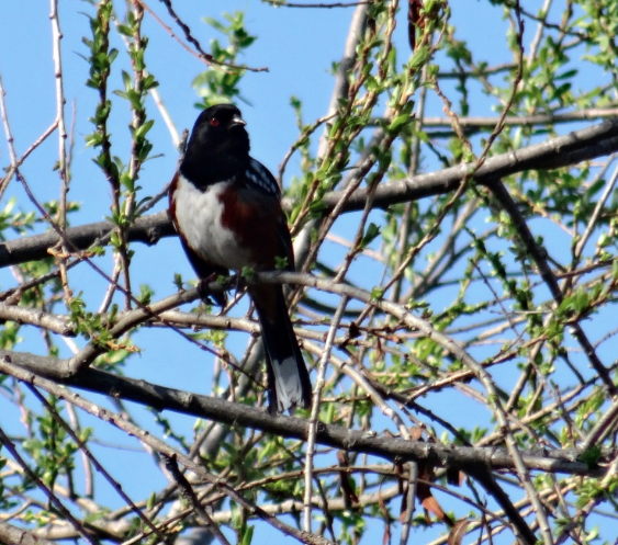 Spotted Towhee - Angie Trumbo