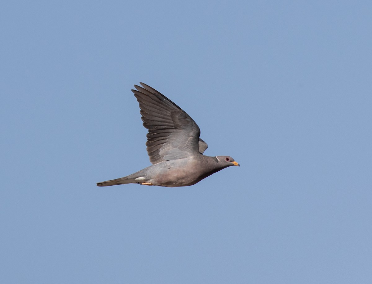 Band-tailed Pigeon - Skye Haas