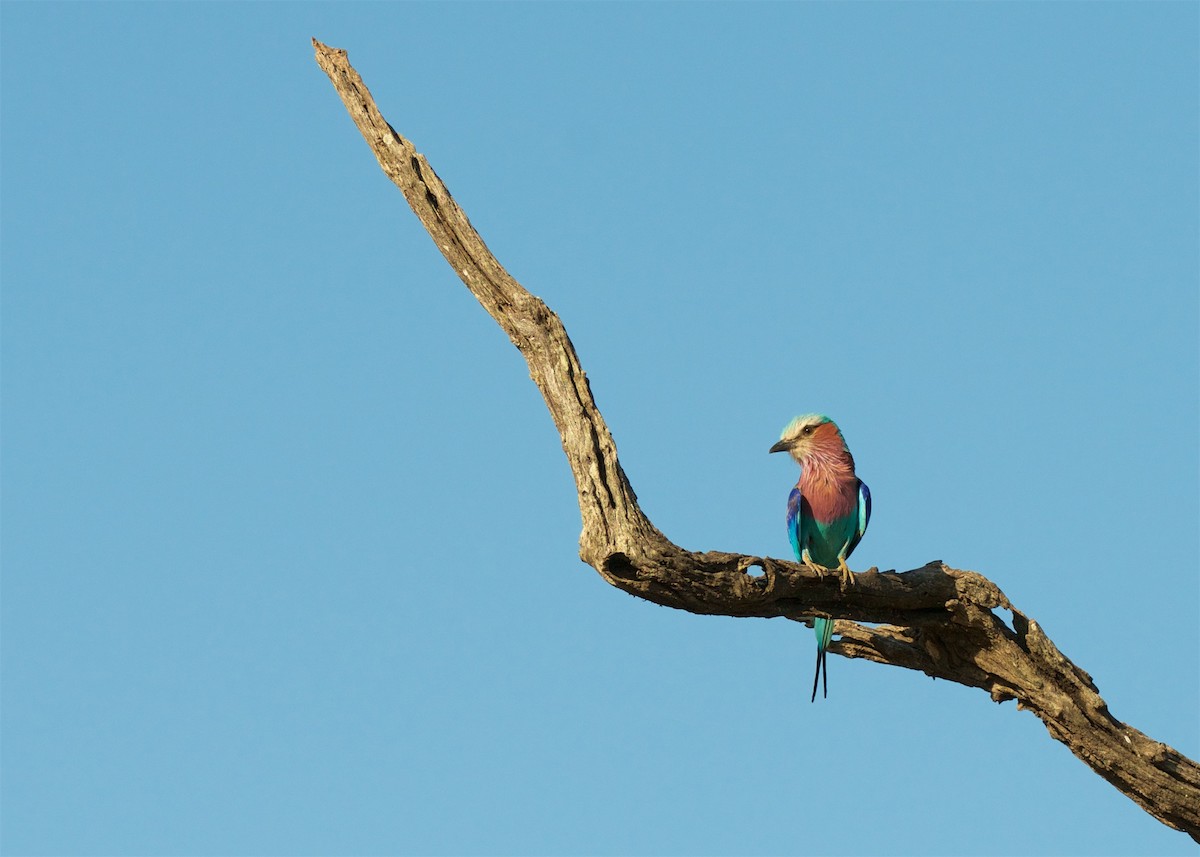 Lilac-breasted Roller - ML503880191