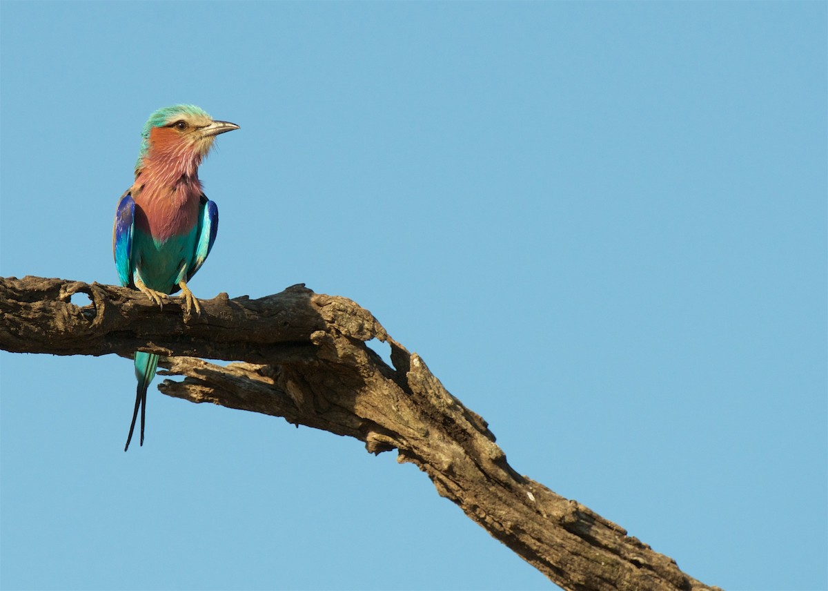 Lilac-breasted Roller - ML503880281