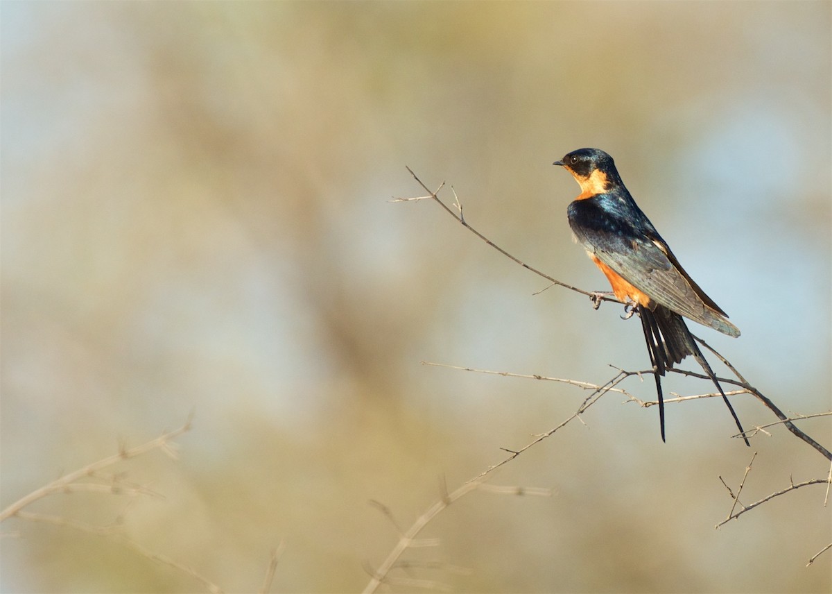 Rufous-chested Swallow - ML503880331