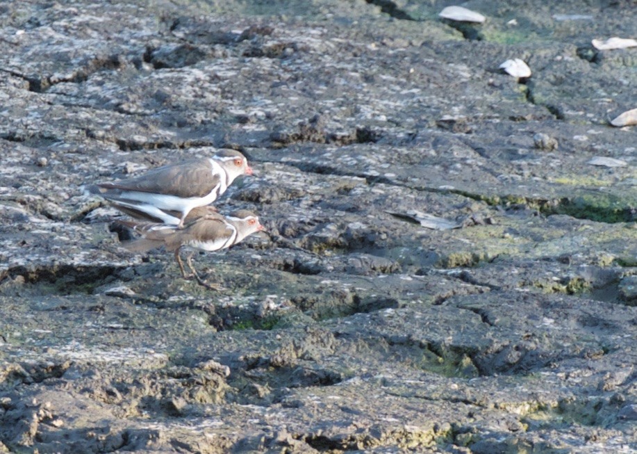 Three-banded Plover - ML503880461