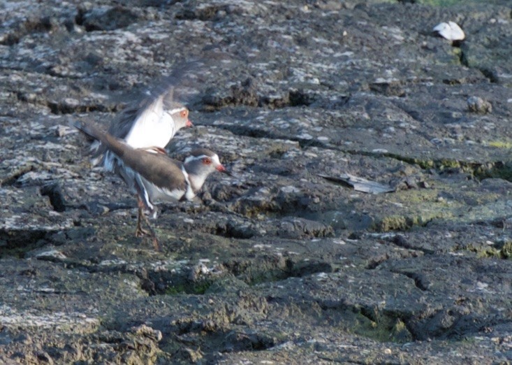 Three-banded Plover - ML503880491