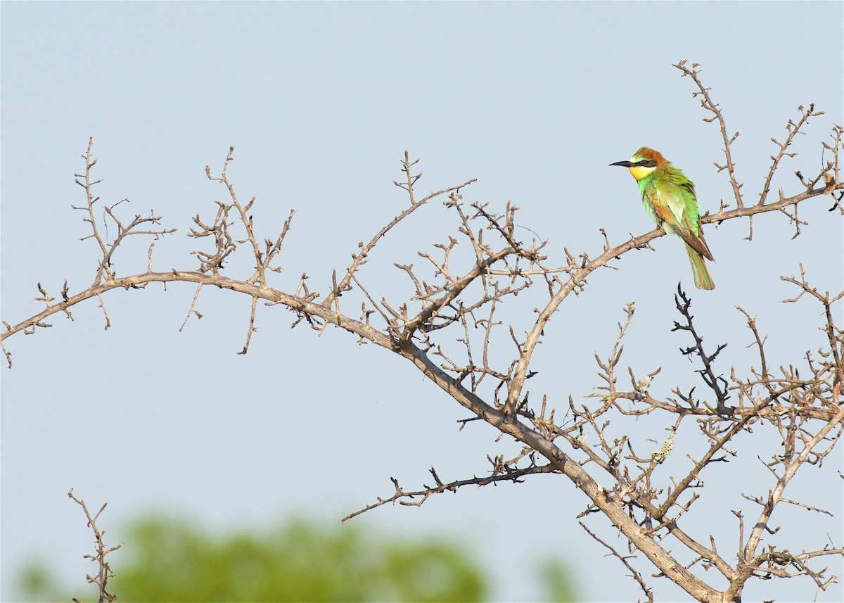 European Bee-eater - ML503880731