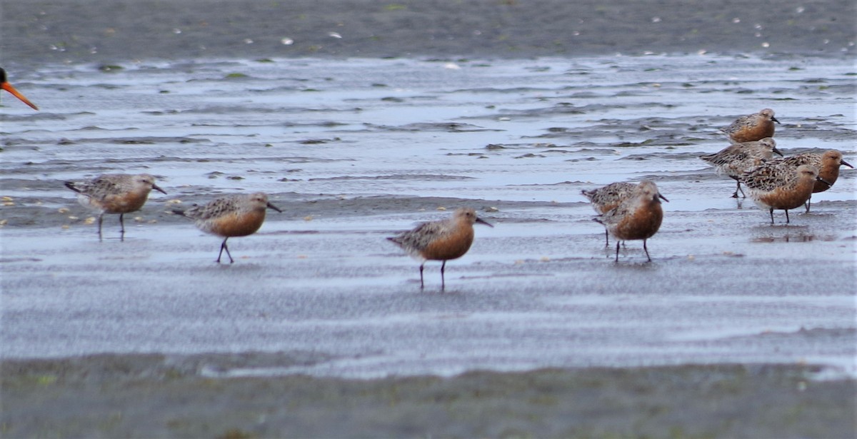 Red Knot - ML50388641