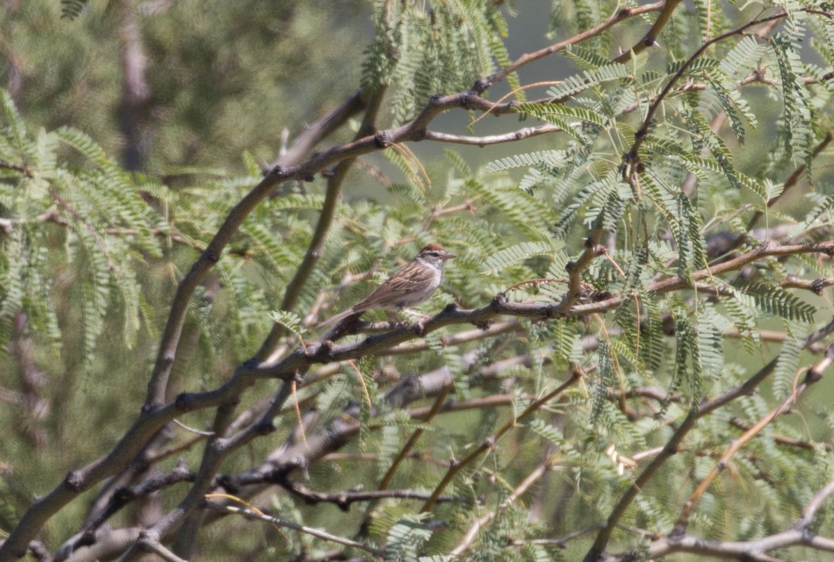 Chipping Sparrow - ML503891051