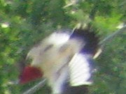 Red-headed Woodpecker - ML503896681