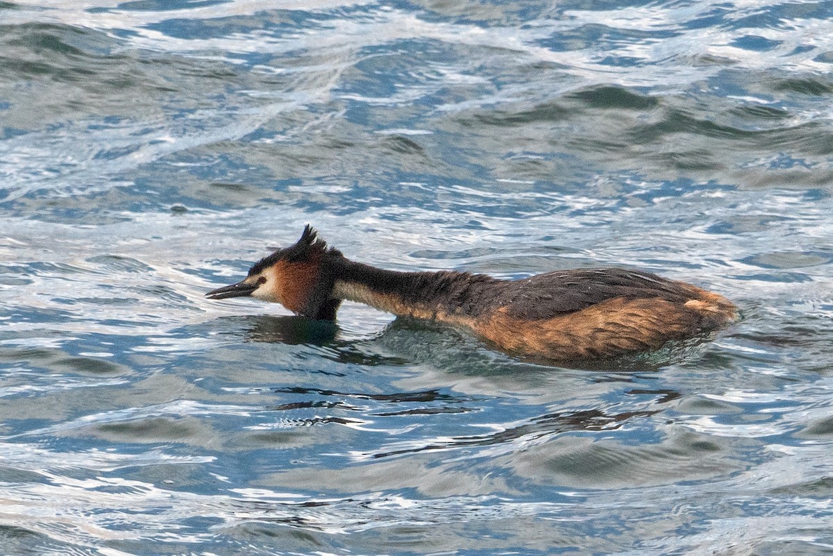 Great Crested Grebe - ML503907011