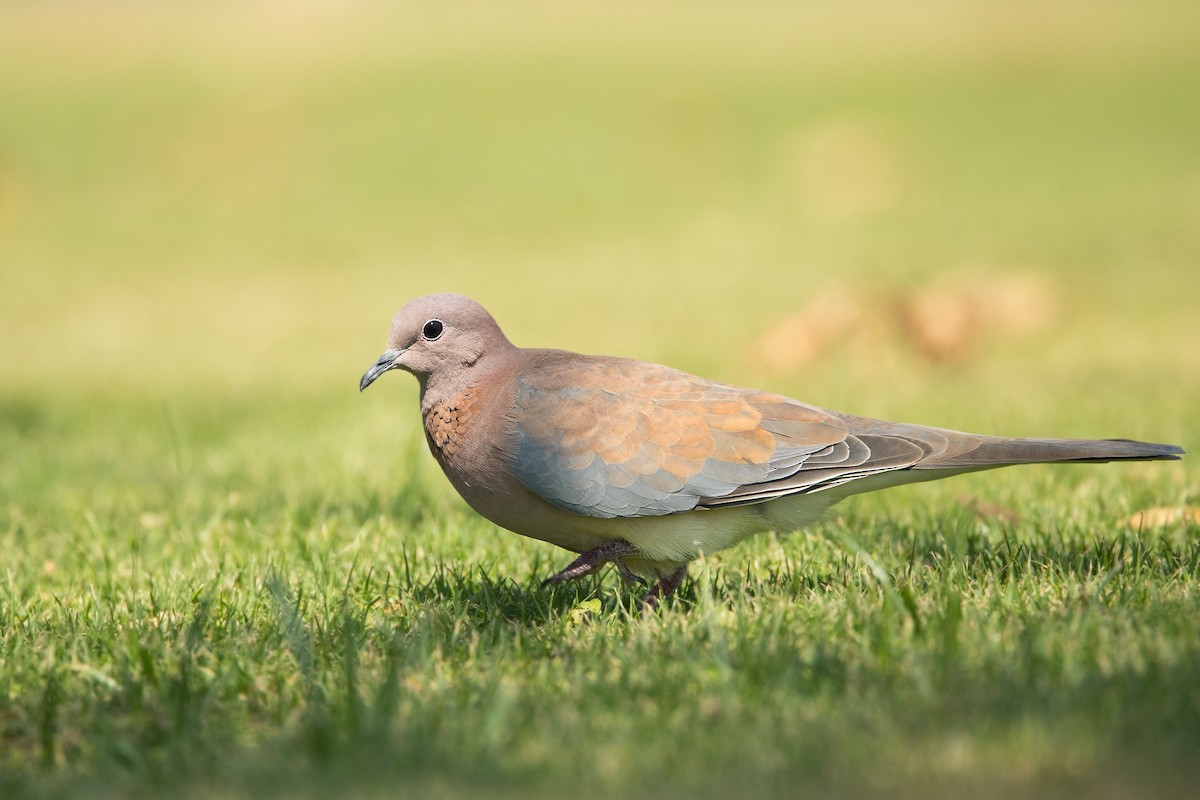 Laughing Dove - ML503911071