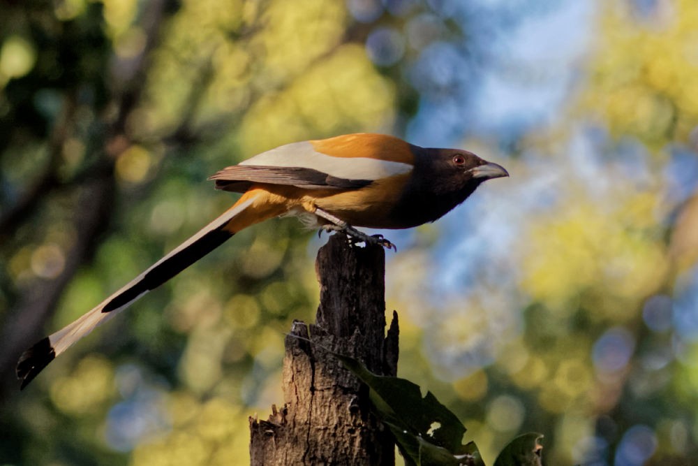Rufous Treepie - Able Lawrence