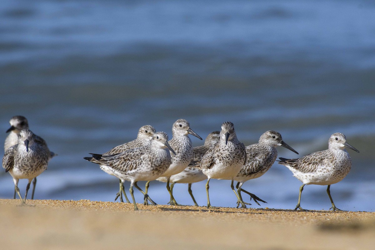 Red Knot - ML503919081