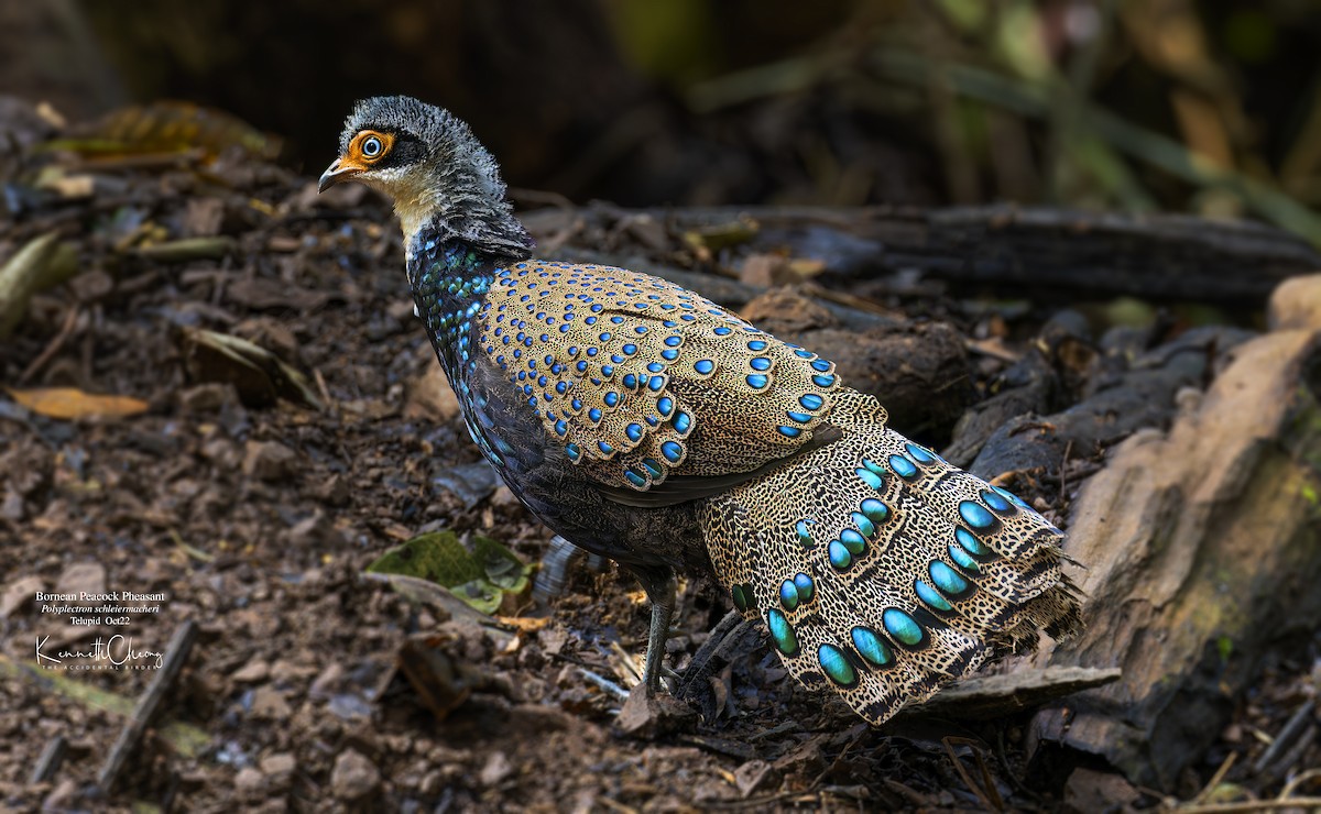 Bornean Peacock-Pheasant - Kenneth Cheong