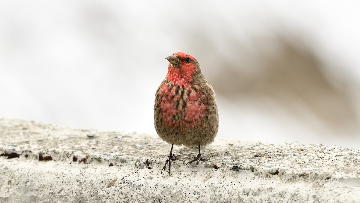Red-fronted Rosefinch - ML503929571