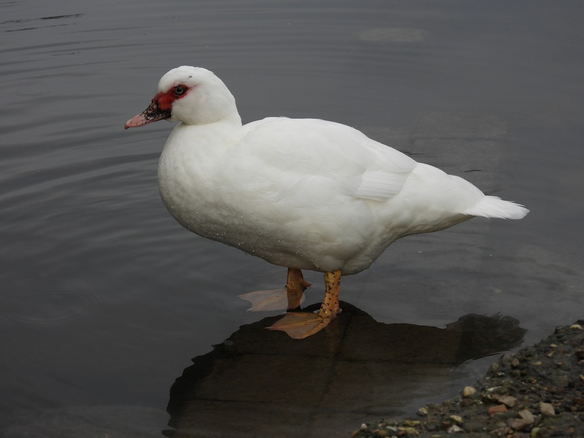 Muscovy Duck (Domestic type) - Tanja Britton