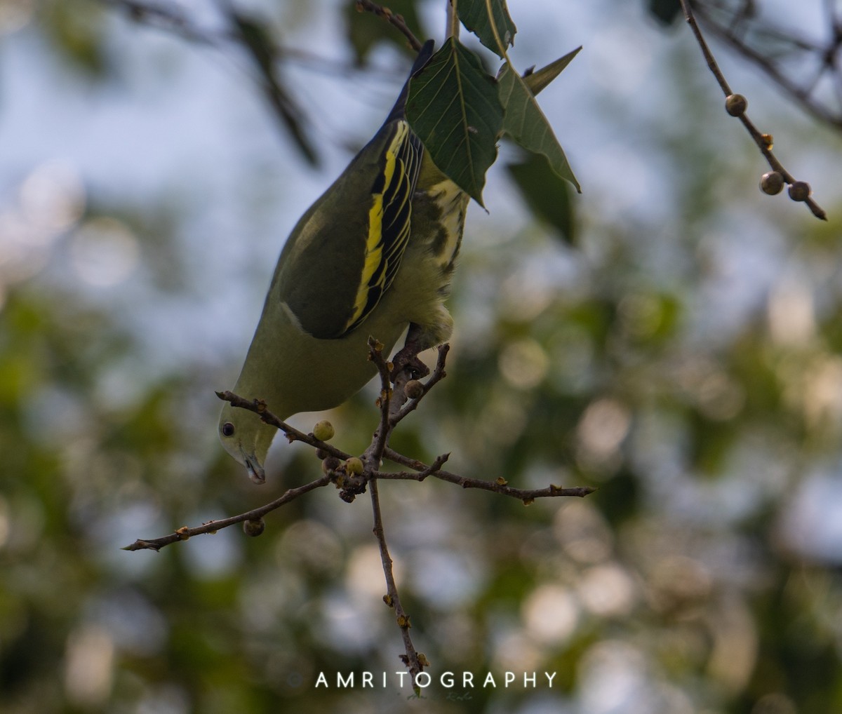 Andaman Green-Pigeon - ML503932851