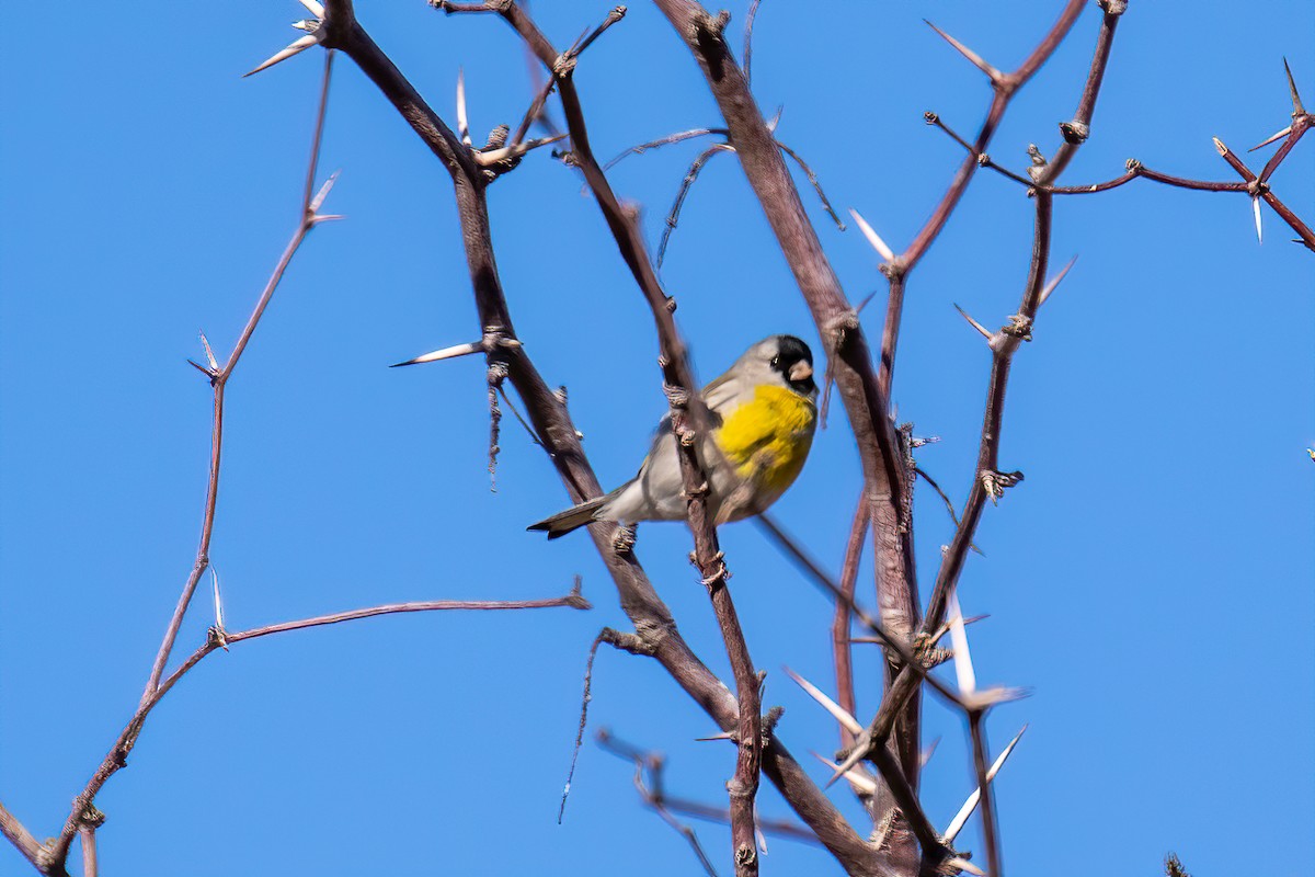 Lawrence's Goldfinch - ML503939021