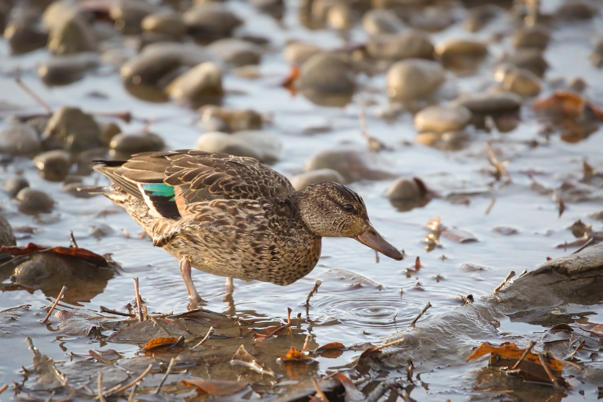 Green-winged Teal - ML503939901