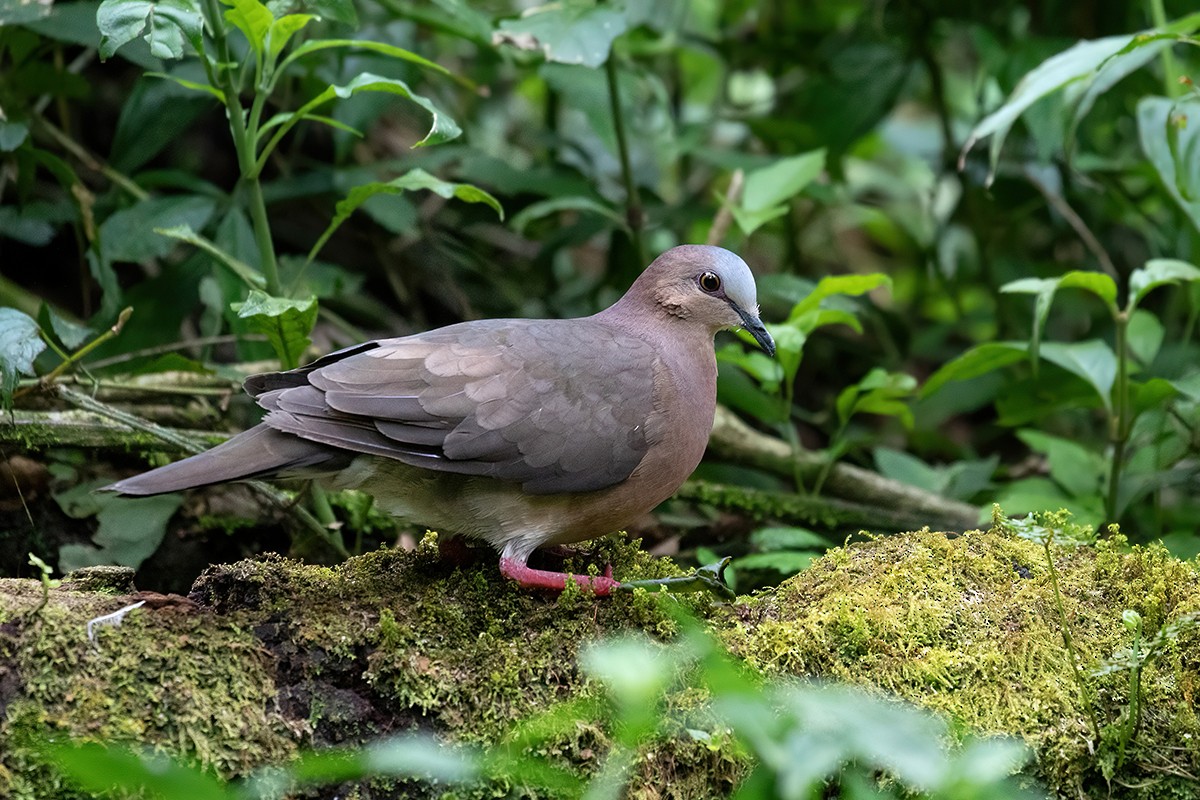 Gray-fronted Dove - ML503947781